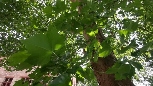 Sunlight filtering through lush green leaves of a majestic maple tree