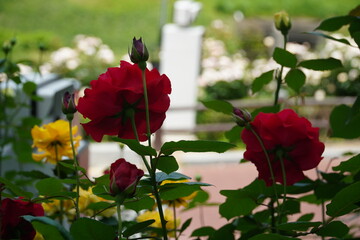picture of red roses