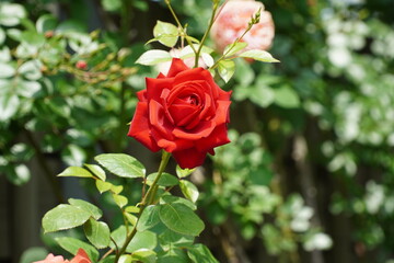 picture of red roses