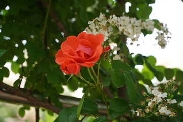 Single red rose blossom surrounded by green leaves