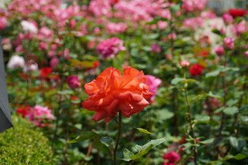 Single red rose blossom surrounded by green leaves