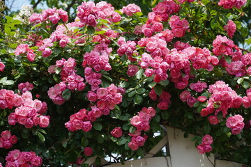 Fototapeta premium Single red rose blossom surrounded by green leaves