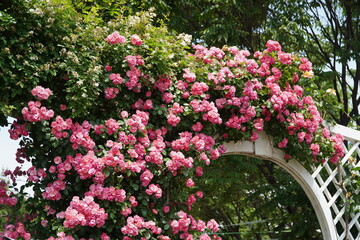 Single red rose blossom surrounded by green leaves