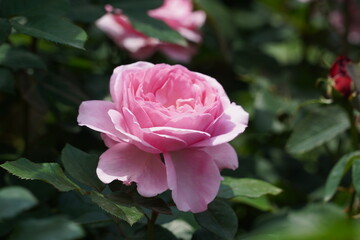 Single red rose blossom surrounded by green leaves