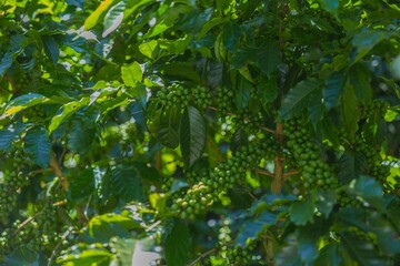 Fototapeta premium Producción de café de altura en región cafetalera de Huehuetenango.