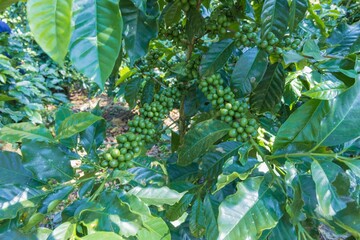 Finca cafetalera en Guatemala.


