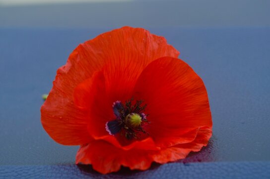 wild flower red poppy blooming in the field - Powered by Adobe