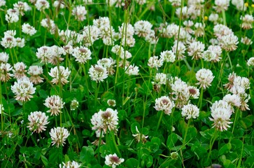 a meadow of blooming white clover