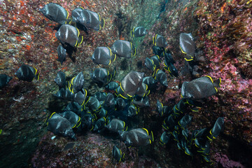 小笠原諸島の水中写真　日本固有種のユウゼン