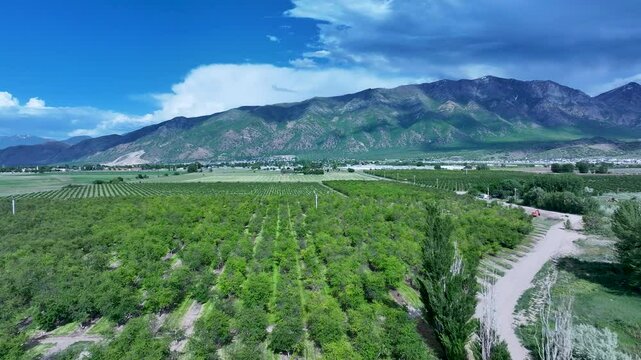 Aerial fruit orchard Utah mountain valley 2 4K. Orchard, farms and rural ranch property. Lake used for irrigation and recreation. Rural landscape in mountain valley. Agricultural. 