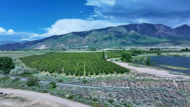 Aerial fruit orchard Utah mountain valley fast 4K. Orchard, farms and rural ranch property. Lake used for irrigation and recreation. Rural landscape in mountain valley. Agricultural. 