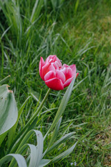 pink tulip on green grass