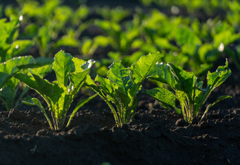 Rows of thriving beet plants rise from rich, dark soil illuminated by sunlight on a warm spring afternoon, showcasing healthy green leaves and vibrant growth