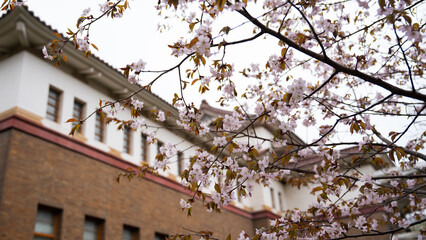 Against the background of a beautiful old Japanese traditional-style building, branches of a growing cherry blossom hang nearby. The building of the Yuzhno-Sakhalinsk Museum of Local Lore.