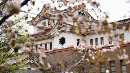 Cherry blossom branches grow in a circle against the background of a beautiful old Japanese-style building. The building of the Yuzhno-Sakhalinsk Museum of Local Lore.
