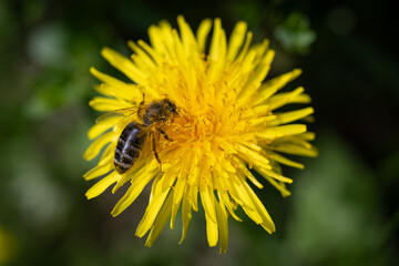 Bee with pollen on a dandelion flower.