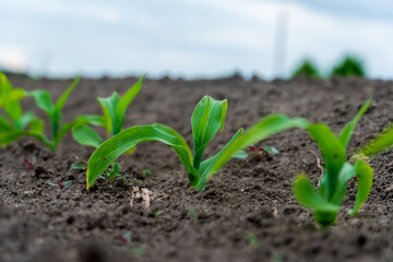 Bright green corn seedlings emerge from fertile earth in a field, reaching for sunlight as they...