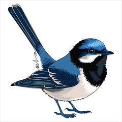 Small colorful bird with long thin tail, superb bird vector. Cute avian illustration for nature and wildlife themes.