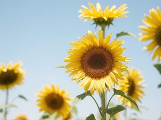 Fototapeta premium A group of sunflowers in full bloom under a bright blue sky on a sunny day in an outdoor setting