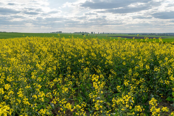 Obraz premium Vibrant rapeseed flowers cover vast fields, stretching towards the horizon. Clouds drift overhead, creating a dramatic atmosphere in this serene rural setting