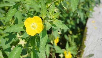 Ludwigia hexapetala Plants