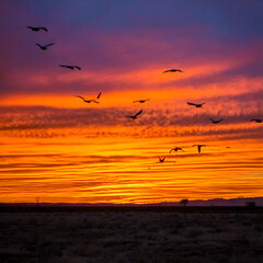 Fototapeta premium Stunning sunset with birds silhouetted against vibrant orange and purple sky. Evokes freedom, journey, and the beauty of nature. Perfect for travel, or motivational content.