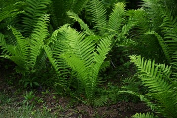 Ostrich fern leaves. A perennial fern that grows in shady areas and spreads its large, feathery leaves gracefully. The young leaves in spring are edible.