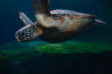 Fototapeten Schildkröte green sea turtle swimming  © Norm
