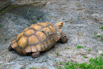 An African spurred tortoise, with prominent scales on its sturdy forelimbs, crawls steadily across the ground in a display of ancient resilience.