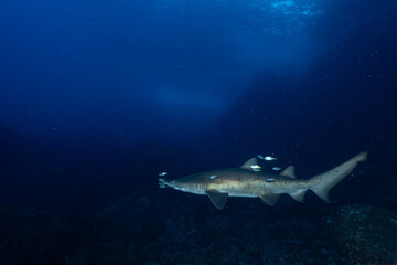 Fototapeta premium 小笠原諸島 シロワニ