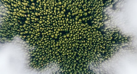 Breathtaking Aerial View of Evergreen Forest Above the Clouds Exploring the Verdant Canopy from Above Discovering Nature's Beauty and Tranquility in a Misty Landscape