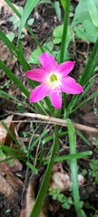 A beautiful bright purple star-shaped flower