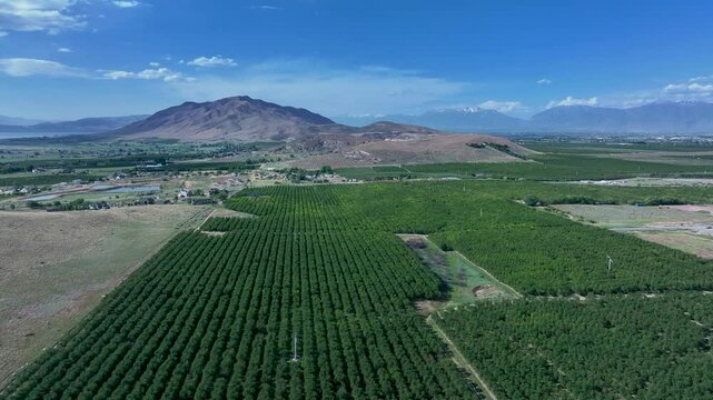 Aerial farm fruit orchard mountain valley Utah 2 4K. Orchard, farms and rural ranch property. Lake used for irrigation and recreation. Rural landscape in mountain valley. Agricultural. 