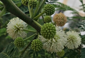 Round flower. white Blossom. Beautiful inflorescence. Close-Up of Leucaena Leucocephala Flower Cluster. Known as White Leadtree, River TamarindSubabul, Jumbay, Ipil-ipil.