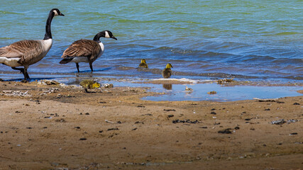 Family day out, Canada Geese and Goslings, Hauxley Nature Reserve, Northumberland, May 2025