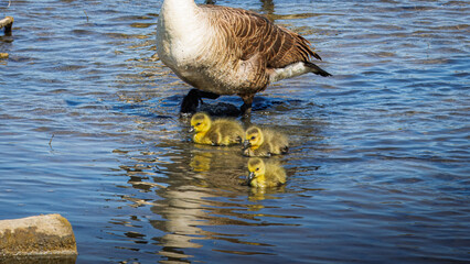 Family day out, Canada Geese and Goslings, Hauxley Nature Reserve, Northumberland, May 2025