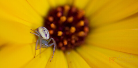 yellow flower