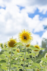 馬見丘陵公園に咲くひまわり