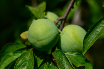 Fototapeta premium Close-Up of Green Plums Hanging on a Tree Branch in Cyprus