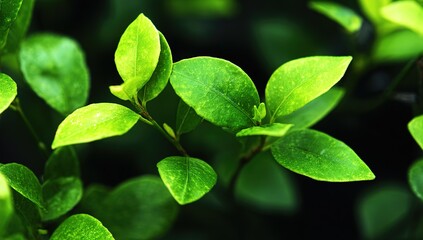 Closeup Bright Green Leaves On Branch