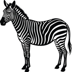 zebra vector illustration