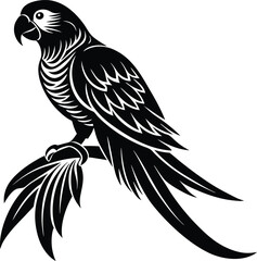 black and white parrot