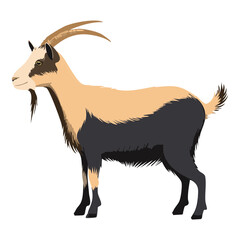 Black and White Goat Farm Animal