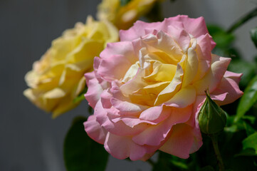 Vibrant pink and yellow rose captured in close-up, showing petal texture and soft gradients of color.