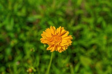 Naklejka premium 光を浴びて輝く満開のオオキンケイギクの花