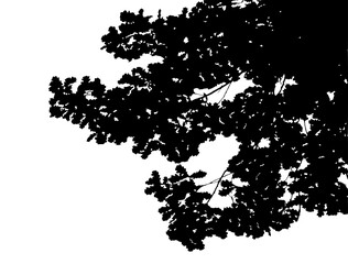 Illustration, silhouette of oak branch on white background
