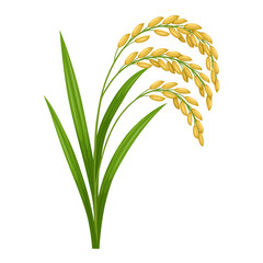 Illustration of rice ear with green leaves, isolated on a white background.wheat isolated on white background