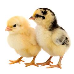 Fototapeta premium Ultra-Detailed Realistic Baby Chick on Transparent Background – High-Resolution 