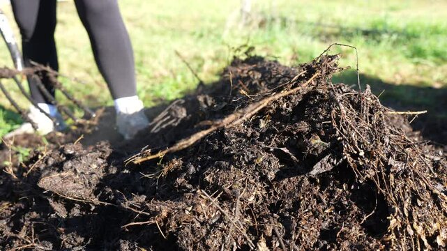 turning a compost pile in a community garden. compost full of microorganisms. sustainable regenerative agriculture with a soil sample