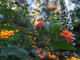 Lantana camara Close up . Vivid Red Orange yellow Lantana isolated in green background of leaves....